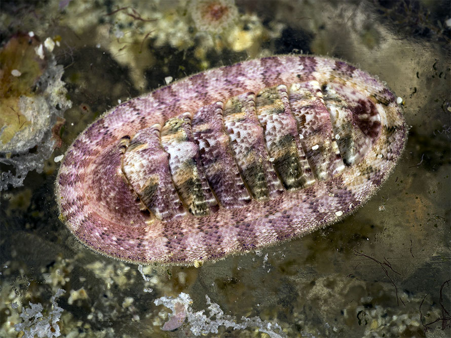 Chiton sp. T